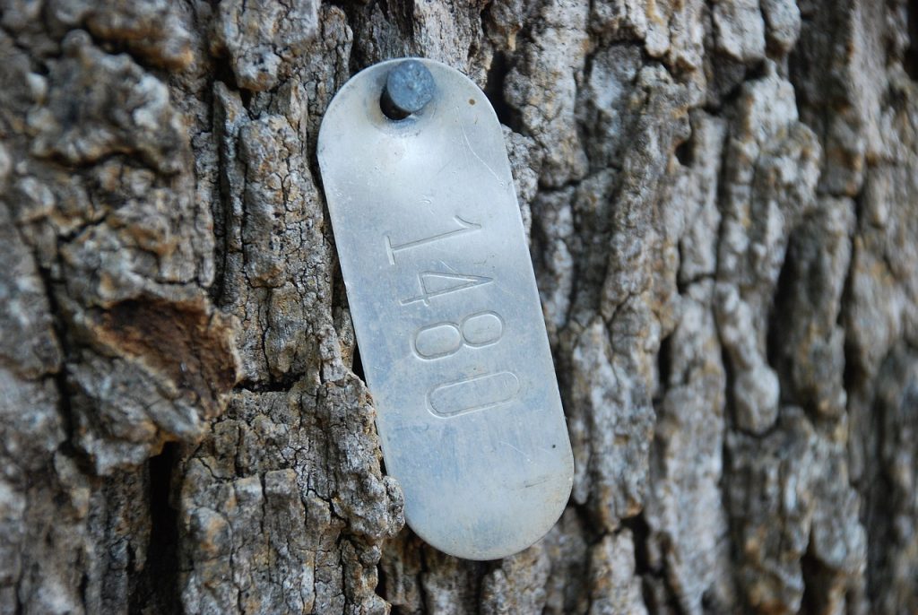 metal pill shaped tag hammered to a tree with laser engraved numbers